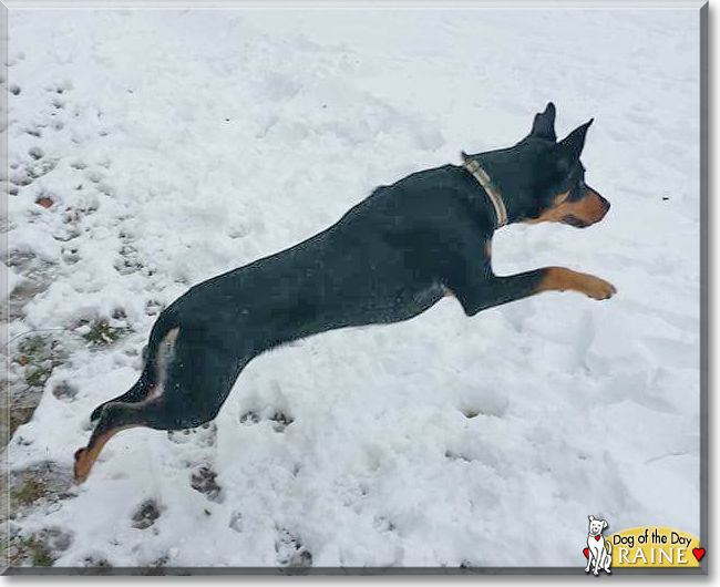 Raine the German Shepherd, Labrador mix, the Dog of the Day