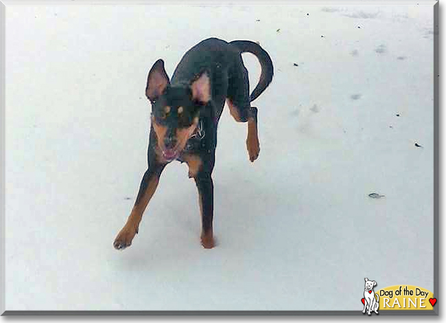 Raine the German Shepherd, Labrador mix, the Dog of the Day