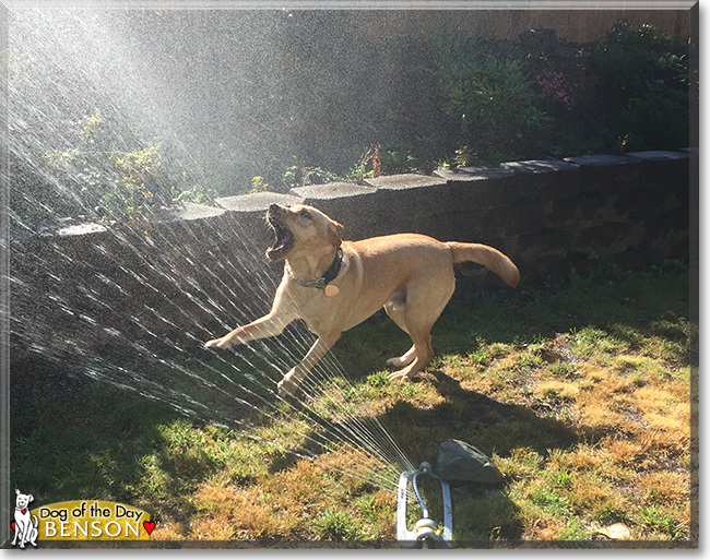 Benson the Labrador Retriever, the Dog of the Day