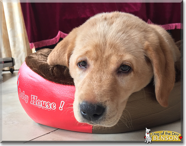 Benson the Labrador Retriever, the Dog of the Day