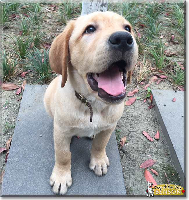 Benson the Labrador Retriever, the Dog of the Day