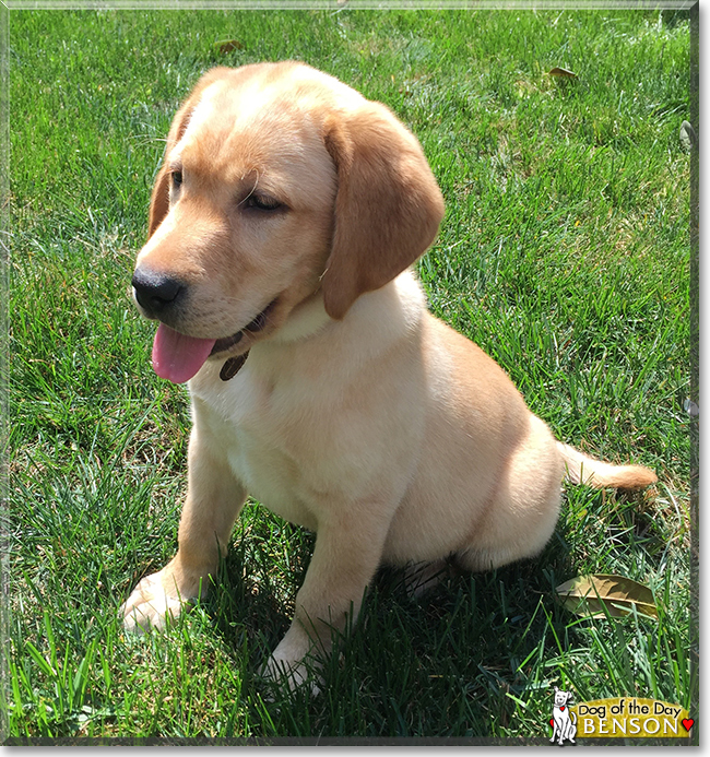 Benson the Labrador Retriever, the Dog of the Day