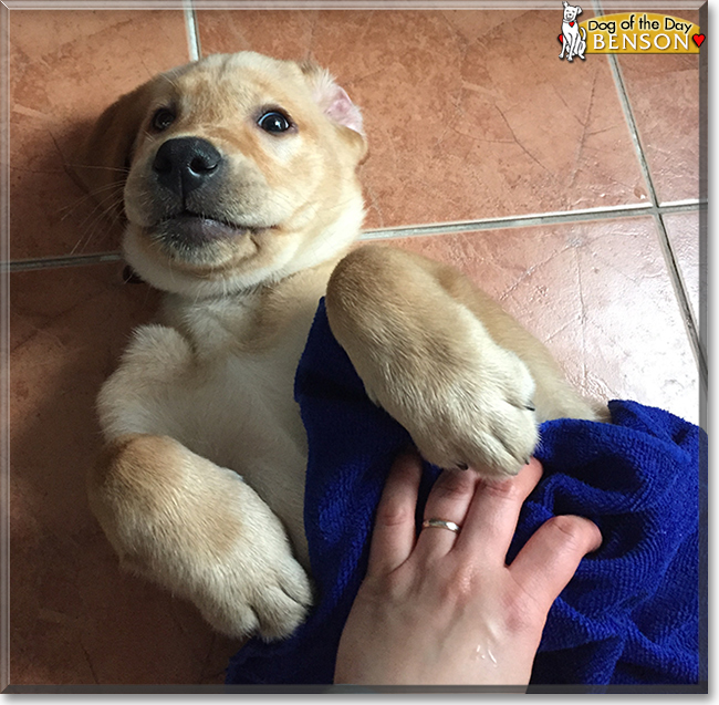 Benson the Labrador Retriever, the Dog of the Day