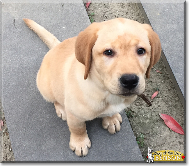 Benson the Labrador Retriever, the Dog of the Day