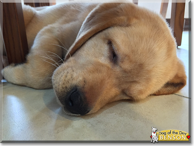 Benson the Labrador Retriever, the Dog of the Day