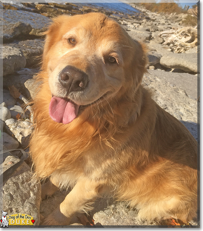 Duke the Golden Retriever, the Dog of the Day