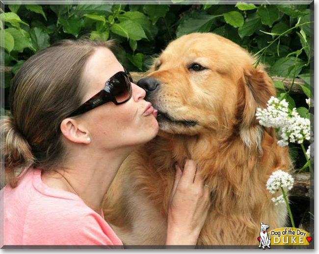 Duke the Golden Retriever, the Dog of the Day