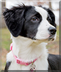 Bug the Border Collie mix