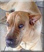 Wrinkles the Shar Pei/Rottweiler mix