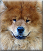 Baron the Chow Chow