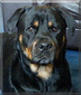 Sharna the Rottweiler