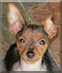 Miracle the Miniature Pinscher/Yorkshire Terrier