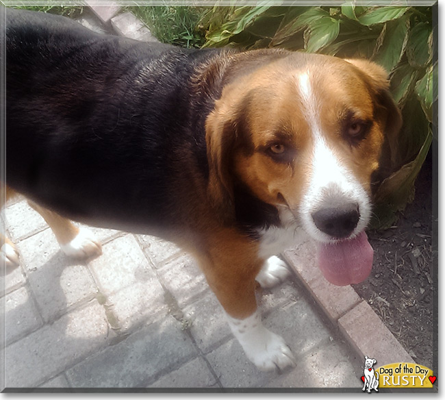 Rusty the Beagle mix, the Dog of the Day