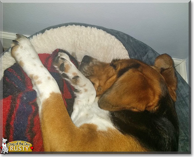 Rusty the Beagle mix, the Dog of the Day