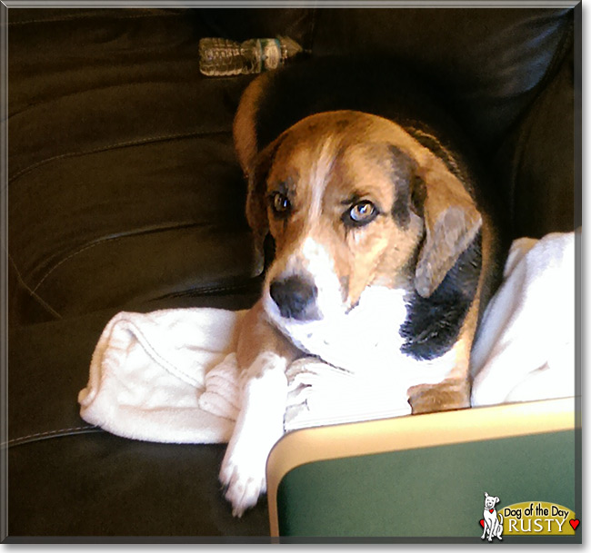 Rusty the Beagle mix, the Dog of the Day