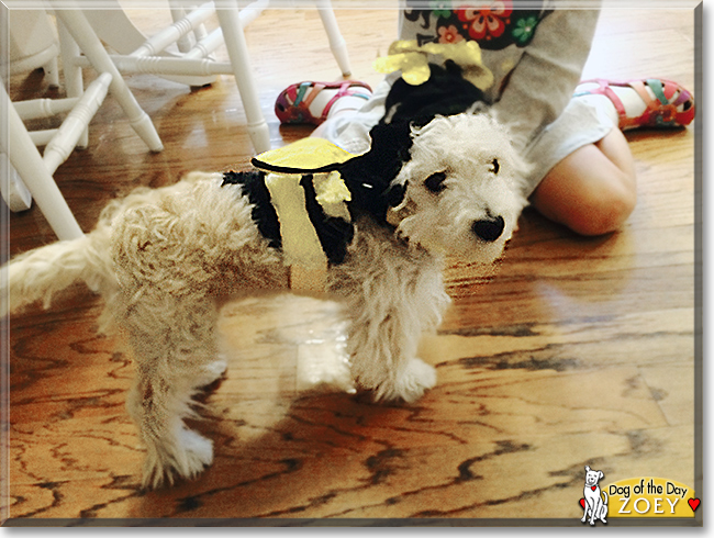 Zoey the Maltese/Poodle mix, the Dog of the Day