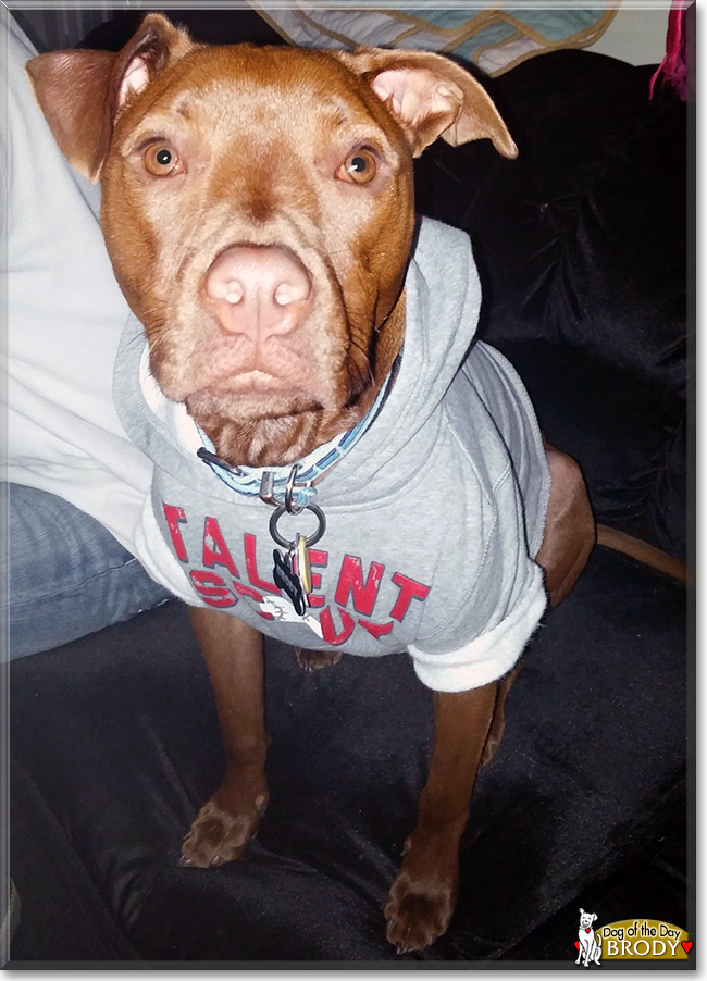 Brody the Pit bull mix, the Dog of the Day