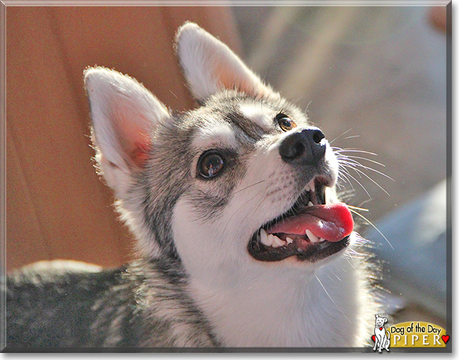 Piper the Alaskan Klee Kai the Dog of the Day