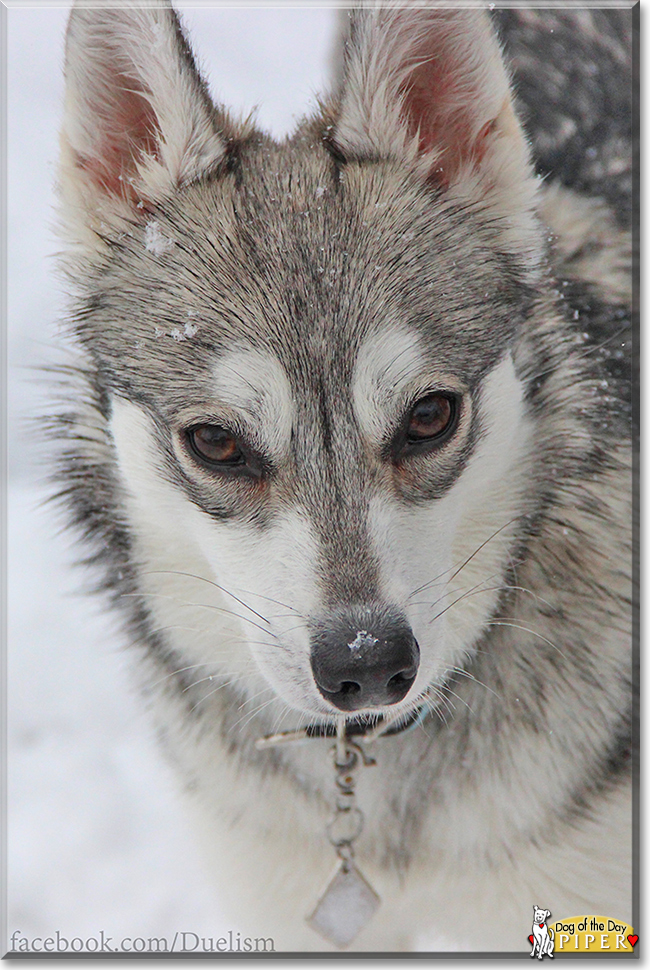 Piper the Alaskan Klee Kai the Dog of the Day