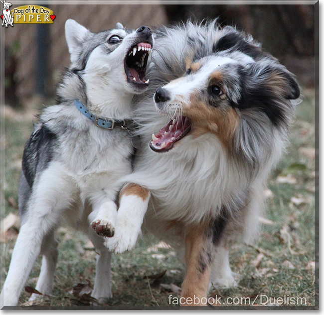 Piper the Alaskan Klee Kai the Dog of the Day