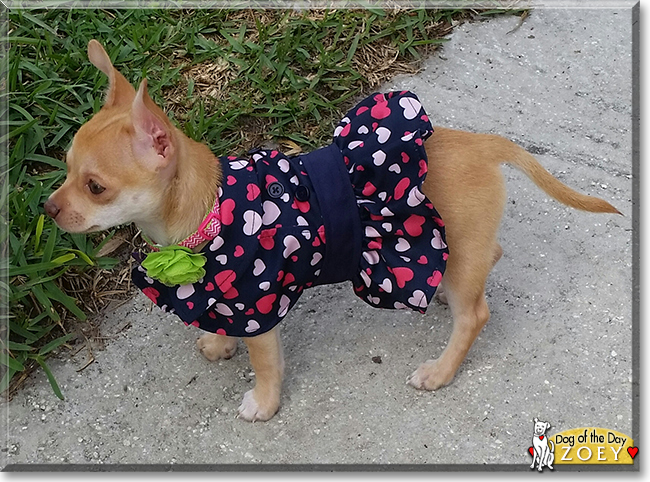 Zoey the Chihuahua the Dog of the Day