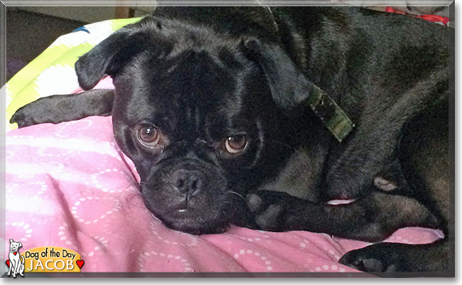 Jacob the Pug, Boston Terrier mix the Dog of the Day