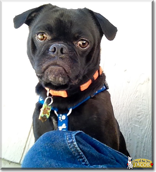 Jacob the Pug, Boston Terrier mix the Dog of the Day