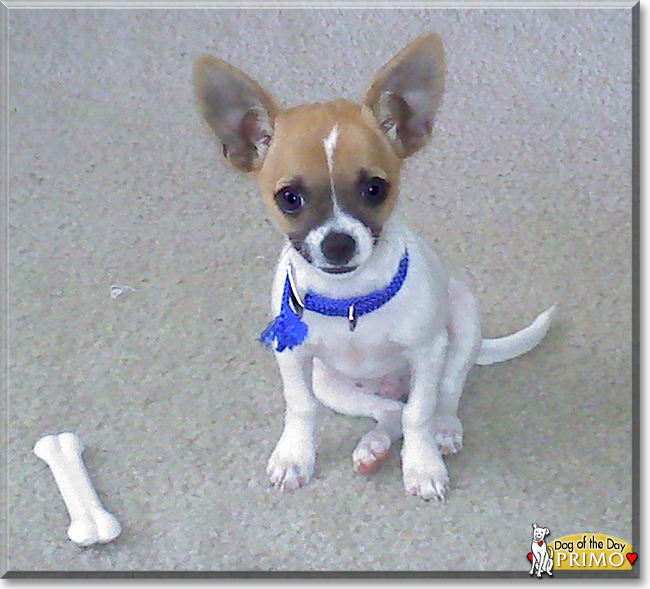 Jack russell terrier store chihuahua mix puppy