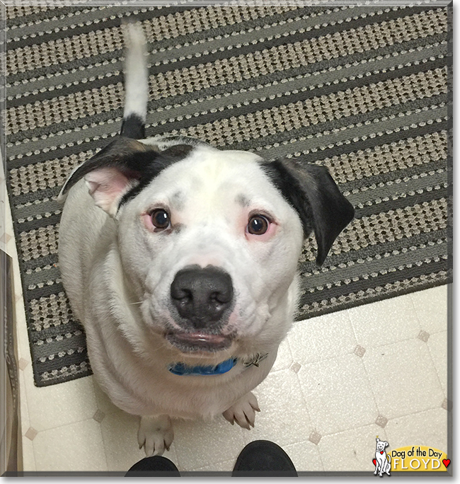 Floyd the Dalmatian, Boxer mix the Dog of the Day