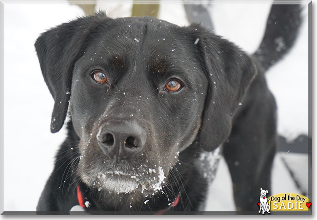 Black lab bernese mountain best sale dog cross