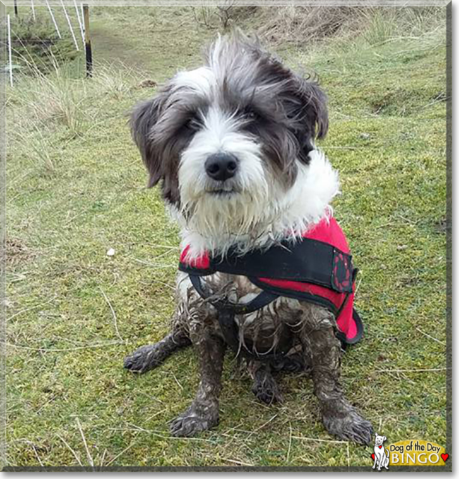 Bingo the Jack Russell Terrier/Parson's Jack Russell cross, the Dog of the Day