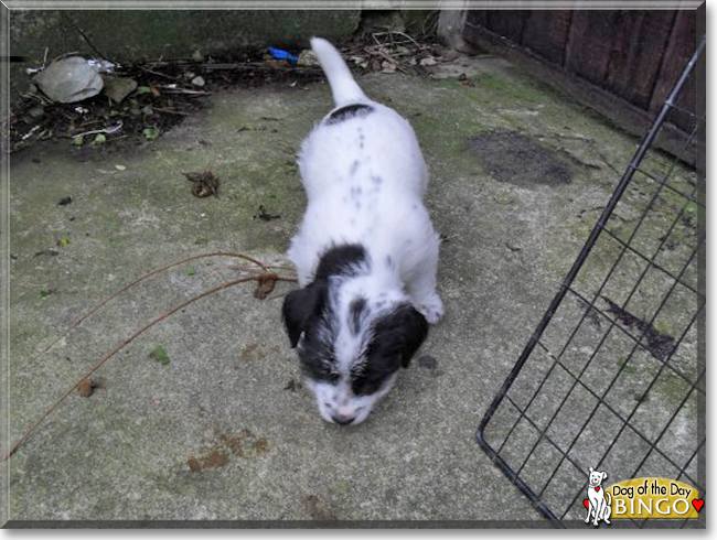 Bingo the Jack Russell Terrier/Parson's Jack Russell cross, the Dog of the Day