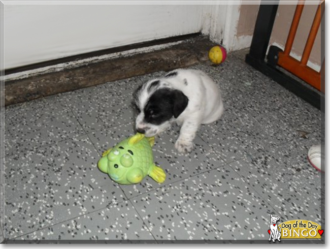 Bingo the Jack Russell Terrier/Parson's Jack Russell cross, the Dog of the Day