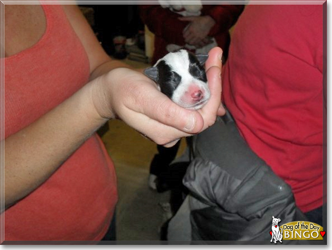 Bingo the Jack Russell Terrier/Parson's Jack Russell cross, the Dog of the Day