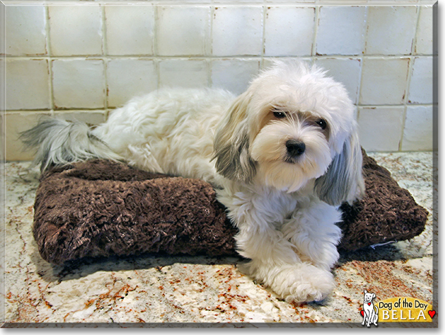 Bella the Havanese, the Dog of the Day