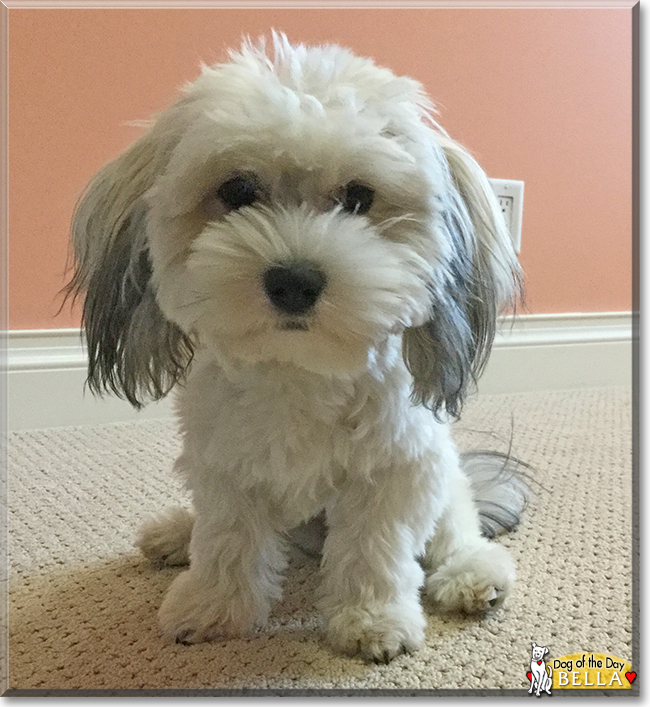 Bella the Havanese, the Dog of the Day