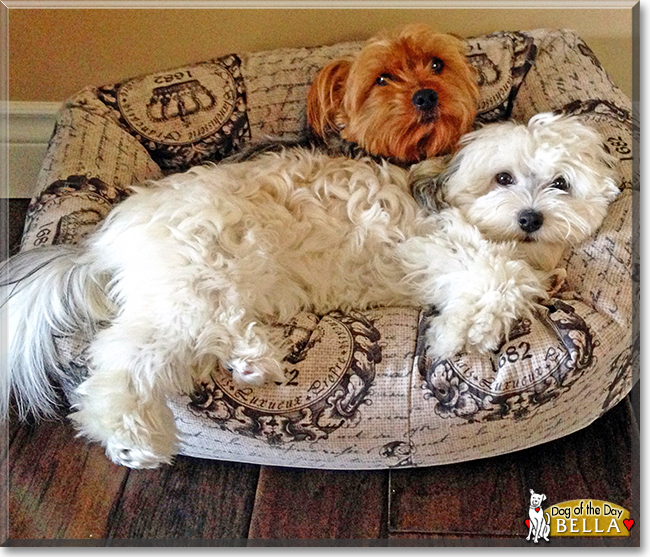 Bella the Havanese, the Dog of the Day