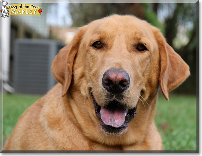 Marley the Labrador Retriever, the Dog of the Day