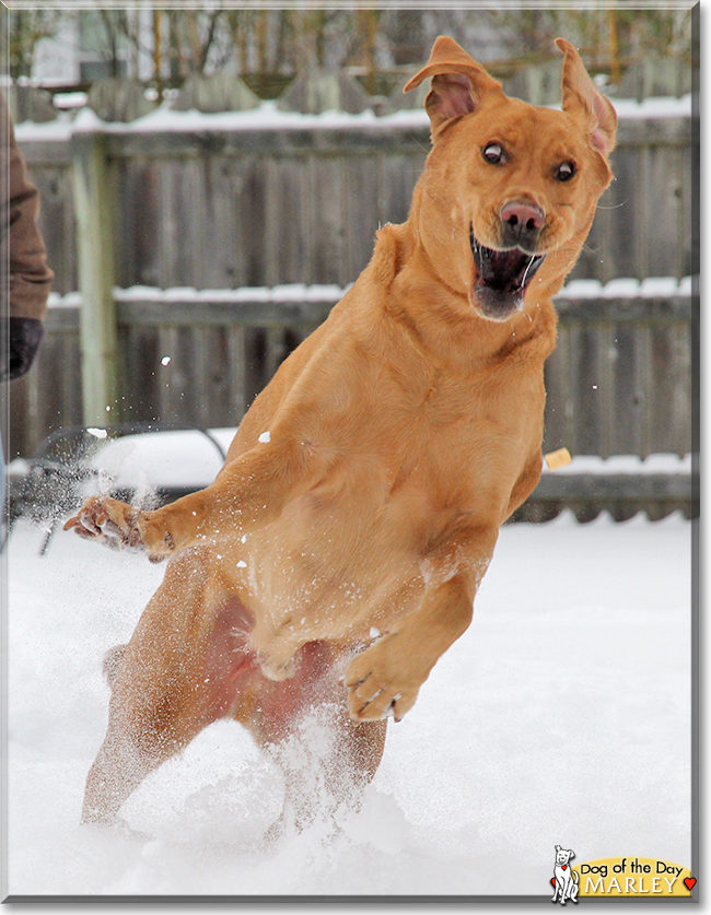 Marley the Labrador Retriever, the Dog of the Day