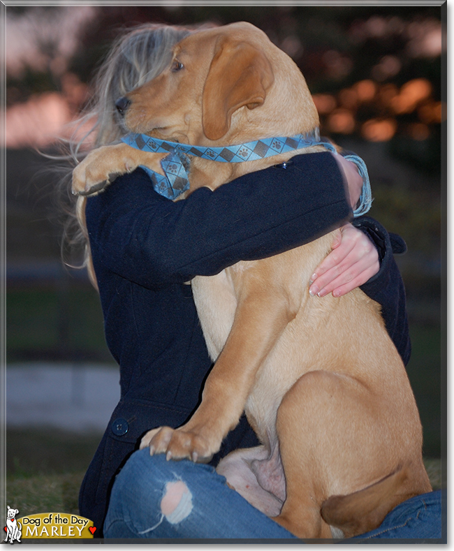 Marley the Labrador Retriever, the Dog of the Day