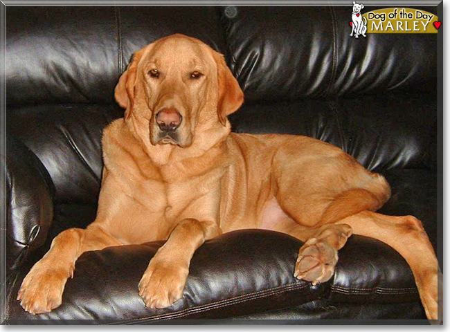 Marley the Labrador Retriever, the Dog of the Day