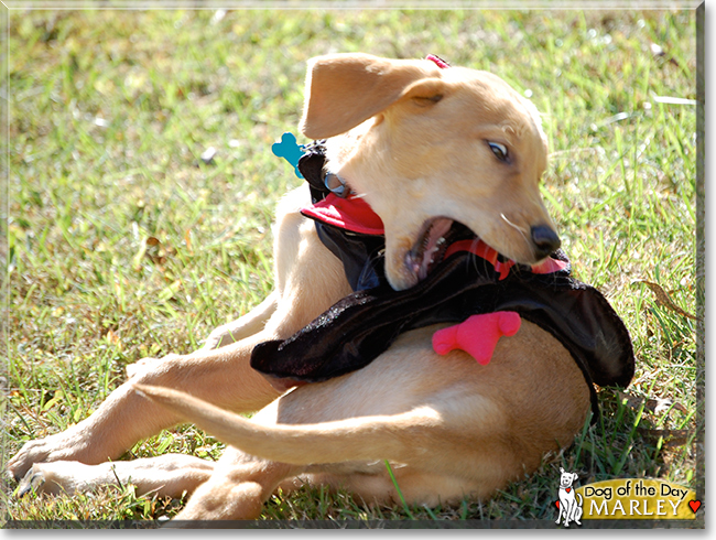 Marley the Labrador Retriever, the Dog of the Day