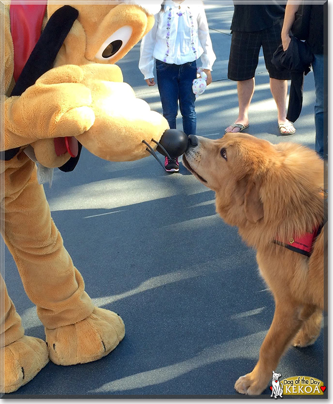 Kekoa Keali'i the Tibetan Mastiff, the Dog of the Day