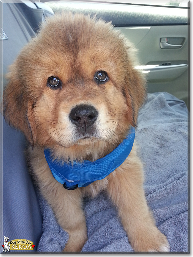 Kekoa Keali'i the Tibetan Mastiff, the Dog of the Day