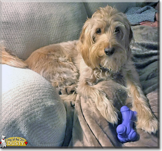 Dusty the Labrador/Poodle mix, the Dog of the Day