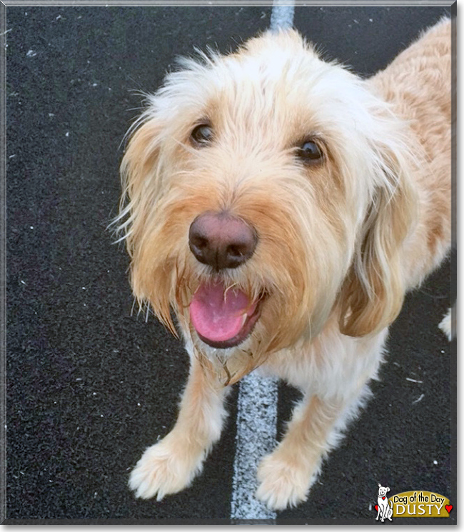 Dusty the Labrador/Poodle mix, the Dog of the Day