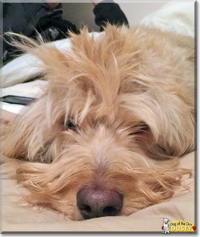 Dusty the Labrador/Poodle mix, the Dog of the Day