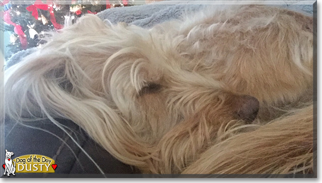 Dusty the Labrador/Poodle mix, the Dog of the Day