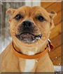 Netti the Staffordshire Terrier