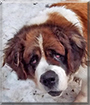 Penny the Saint Bernard